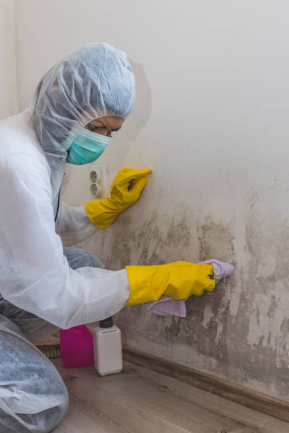 Best Black Mold Removal  in Watertown Town, MA