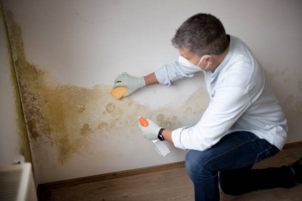 Mold Remediation for Vacation Homes in Watertown Town, MA